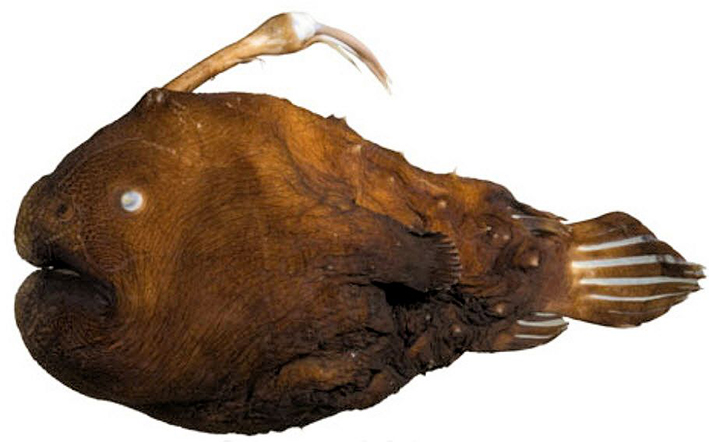 Himantolophus albinares_aust.jpg